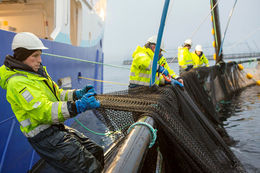 A production record was set in fish farming in Iceland last year. More salmon and Senegalese flounder than ever have been produced.