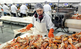 Leggja til könnunarveiðar á humri