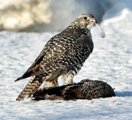 The gyrfalcon is an opportunistic feeder, hunting live prey but also scavenging carcasses, including birds that may have died from avian flu.