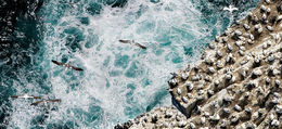 Birds flying over Eldey Island.