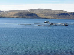 Sjókví rak inn Patreksfjörð