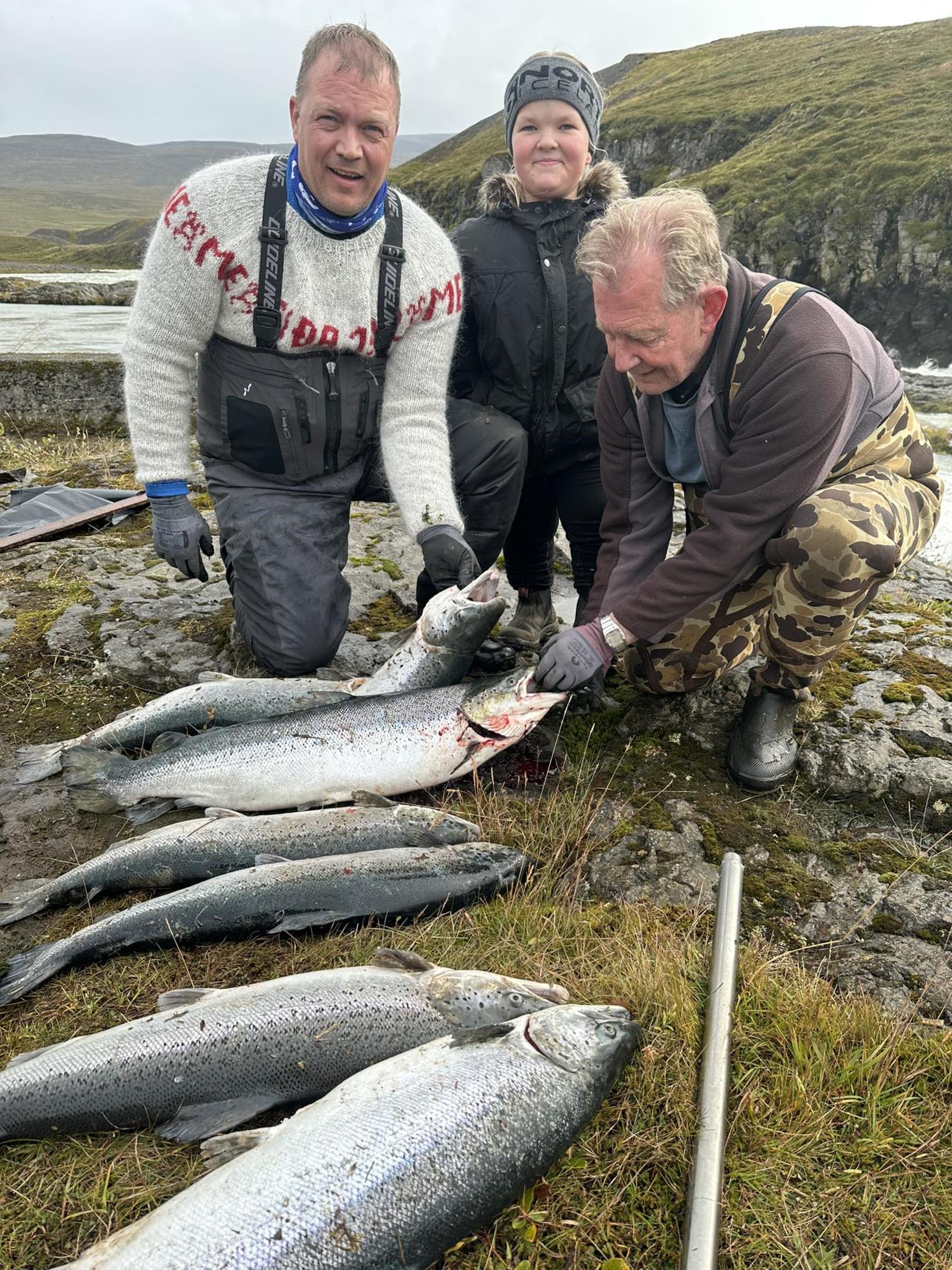 A lot of farmed salmon in Blanda river - Iceland Monitor