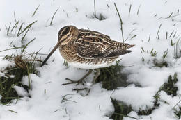 Hrossagaukarnir komnir heim