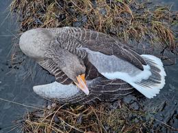 19 dead geese were found dead from bird flu in Vatnsmýri yesterday. Many are also sick and in poor condition.