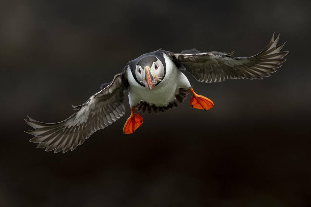 Eagle is graceful and puffin sweet
