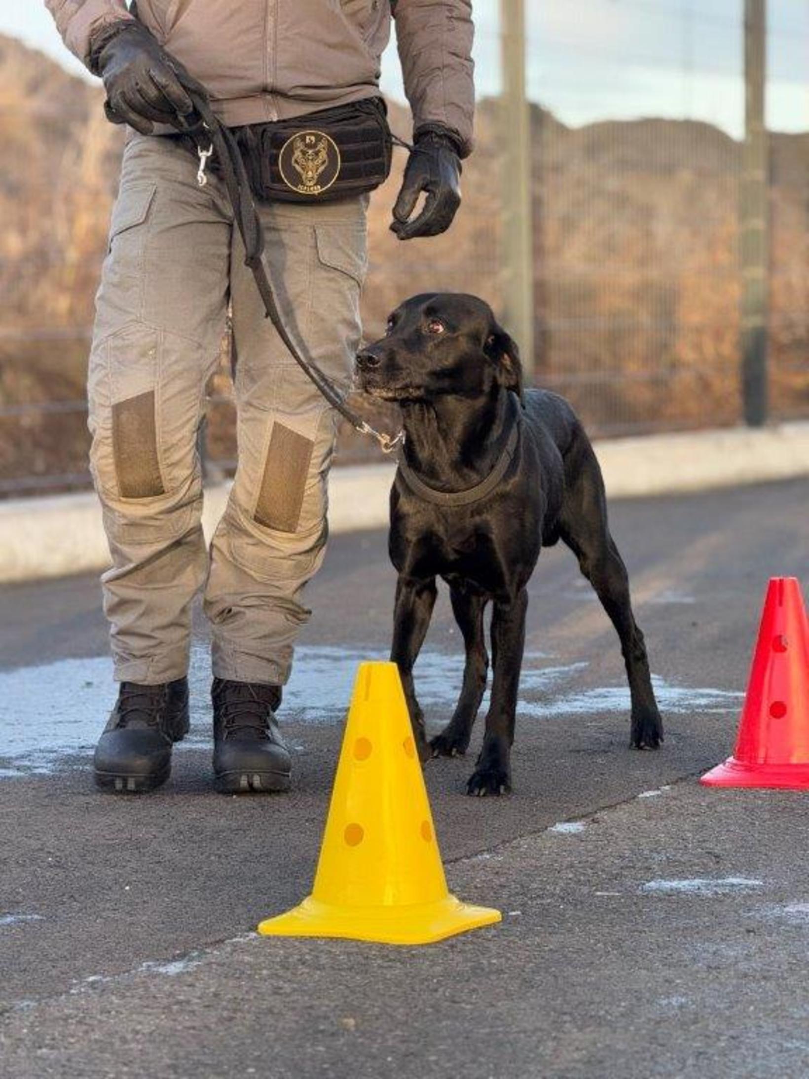 The special forces' bomb blast dog with a special forces.