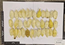 There has been a significant increase in liquid cocaine seized at the airport. There have been cases of it being smuggled internally.