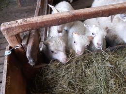 Lambs at Bergsstaðir farm.