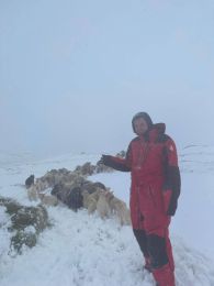 Running sheep in winter weather in spring this week.
