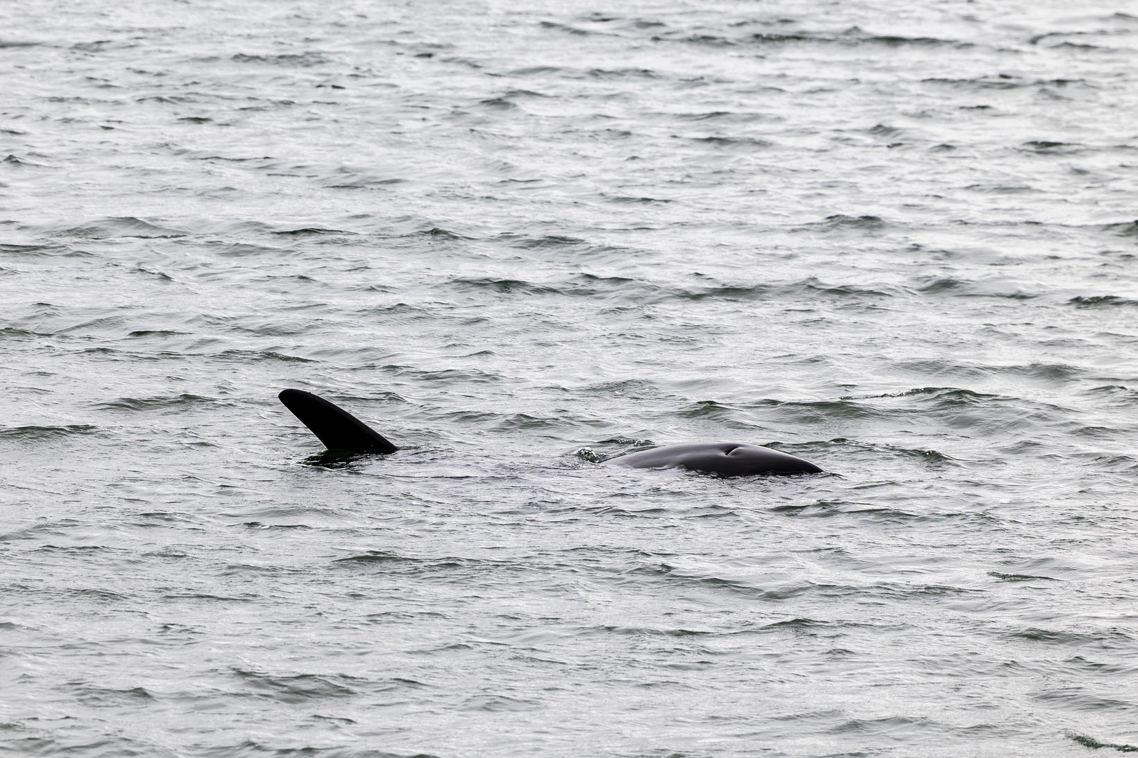 The killer whale arrived in the middle of the bay