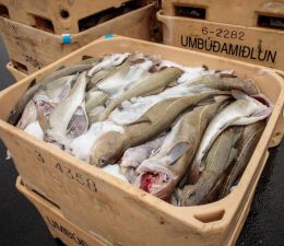 The model is based on more than 1.2 million hours of fishing data.