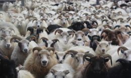 Engin riða greindist í sauðfé