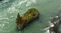 Jóruklettur rock lies just upstream from the Ölfusá bridge, and the tree growing there catches the eye of many passersby. Questions about how it came to grow on the small islet, surrounded by the swift-flowing river, have lingered for years — and now there is hope that some answers may finally emerge.