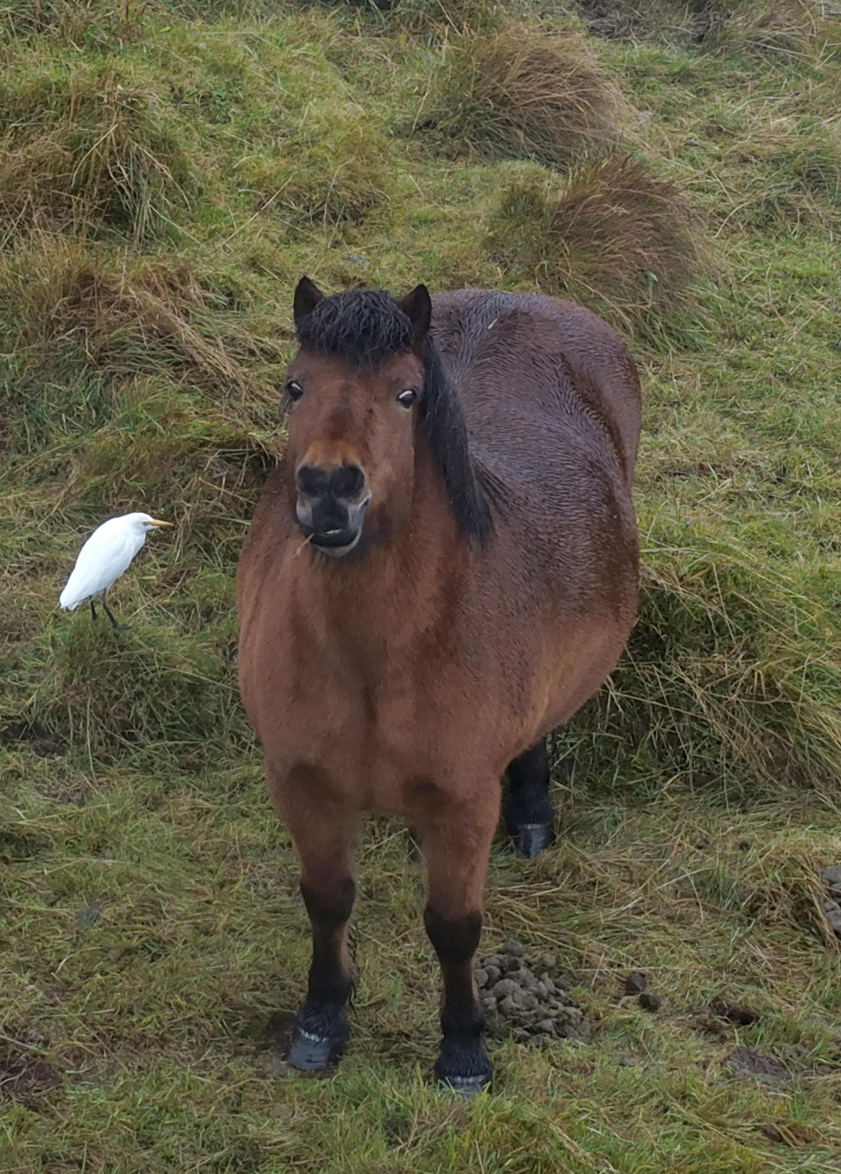 Cattle Egrets usually stay close to cattle, but will settle …