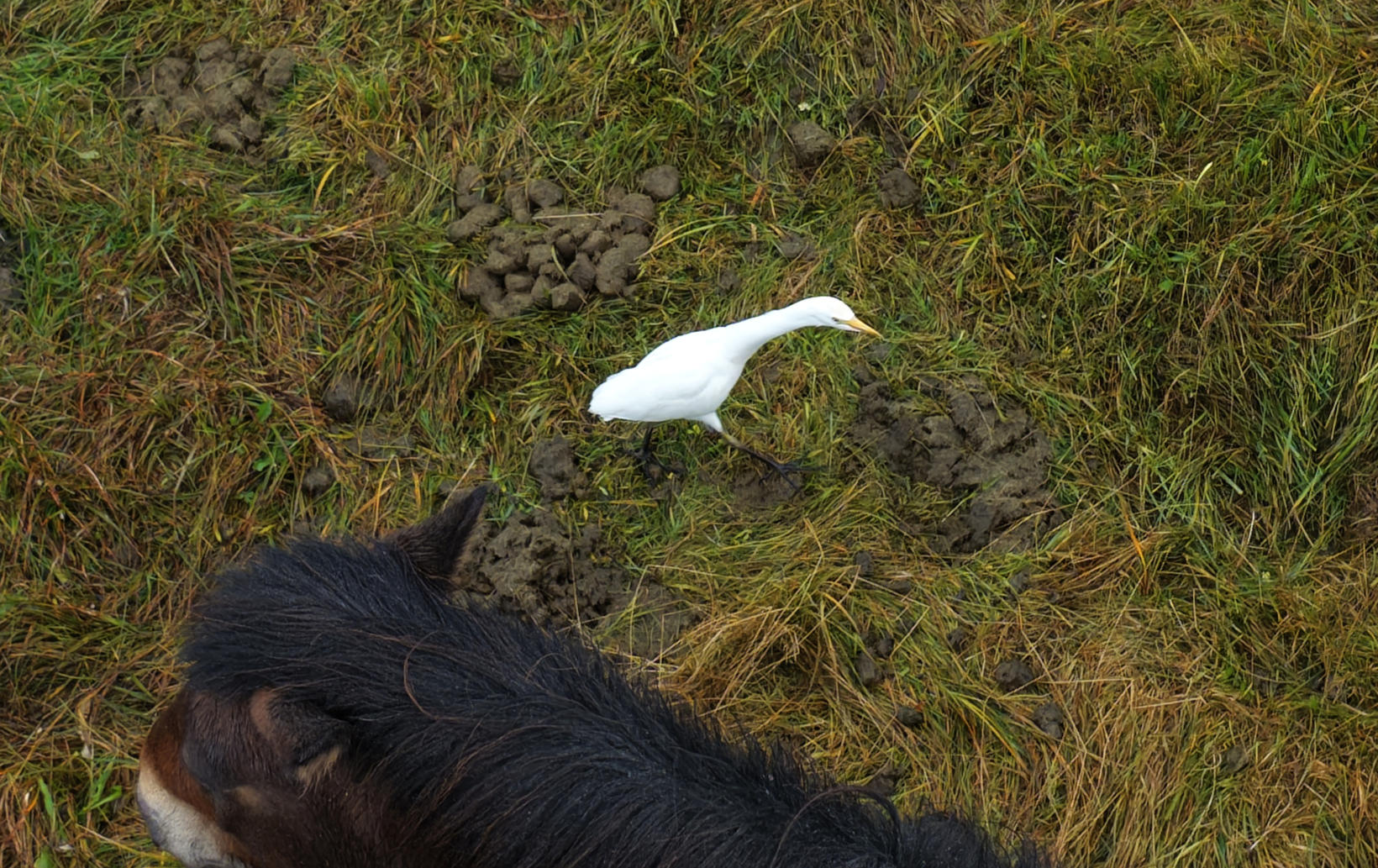 Cattle Egrets are only seen on very rare occasions in …