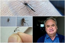 All the flies seen above have, quite unfairly, been labeled as the infamous "mosquito."