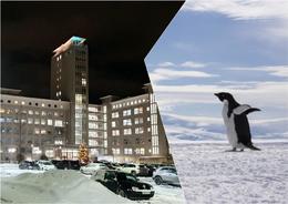 Landspítali National Hospital urges people to walk like penguins today.
