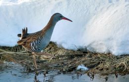 Hugsanlegt að keldusvín verpi hér á ný