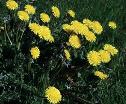 Túnfífilsgata skal hún heita