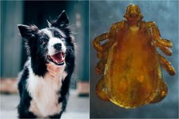 Brúni hundamítillinn greinist á Íslandi