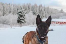 Tíkin Yanka fundin – þjófurinn handtekinn