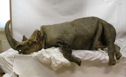 Lesið í 14.400 ára gamlan kjötbita