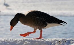 Grágæs í janúar vekur athygli