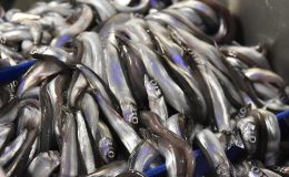 Loðnuráðgjöf hækkuð í 197 þúsund tonn