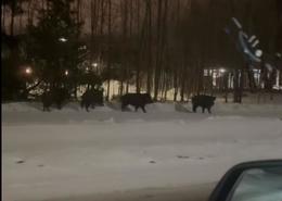 Villisvín við sænskan skóla