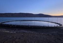 Draugakví tilheyrir Arnarlaxi