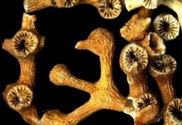 Ný kóraltegund skráð í íslensku lögsögunni