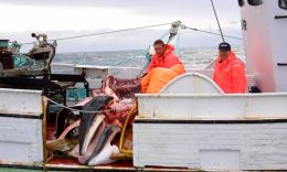 Hrefnukvóti í Noregi 1.641 dýr