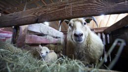 Áhættubæir þótt riða hafi ekki greinst