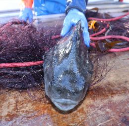 Aðeins bundnir eigin sannfæringu