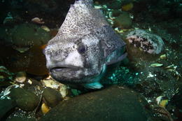 Ríkar kröfur um varfærna stjórnun