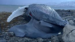 Myndir: Hvalreki í Kjálkafirði