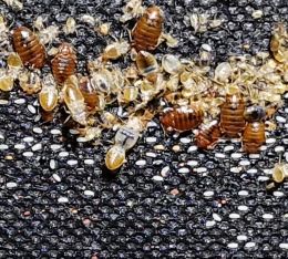 Fá vottun gegn veggjalúsum