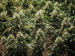 Haldlögðu 40 tonn af kannabis