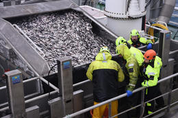 Unnið úr síðustu loðnuförmunum