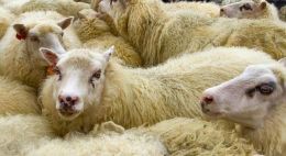 Múslimar annast sauðfjárslátrun í sláturhúsum