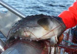 Slæmar gæftir en verð óvenjuhátt