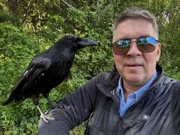 Hrafninn Dimma geltir og virðist lofthrædd 