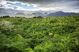 Frá íslenskri hvönn til alþjóðlegrar vöru