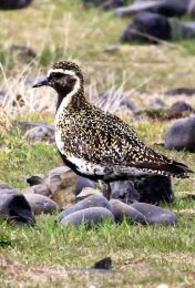 Lóan í Lissabon er nú á heimleið