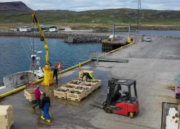 Grásleppan mikilvægari en margan grunar