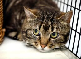 Kanna áhrifin af lagasetningunni