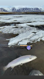 Eðaleintak af sjóbirtingi að vori