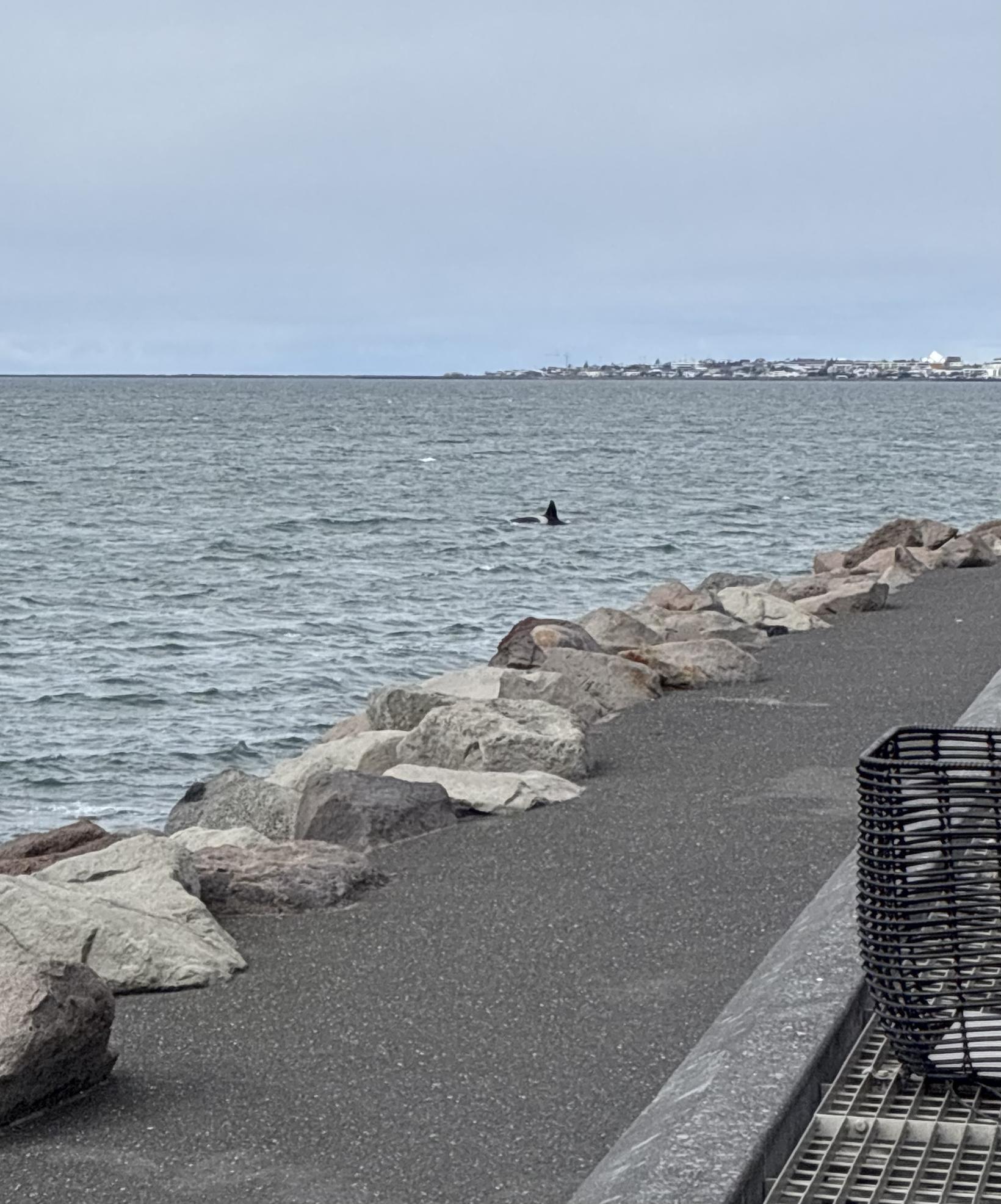 Einn háhyrninganna synti alveg upp að bökkum baðlónsins.