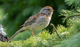 The American Tree Sparrow's rusty-red crown stands out prominently.