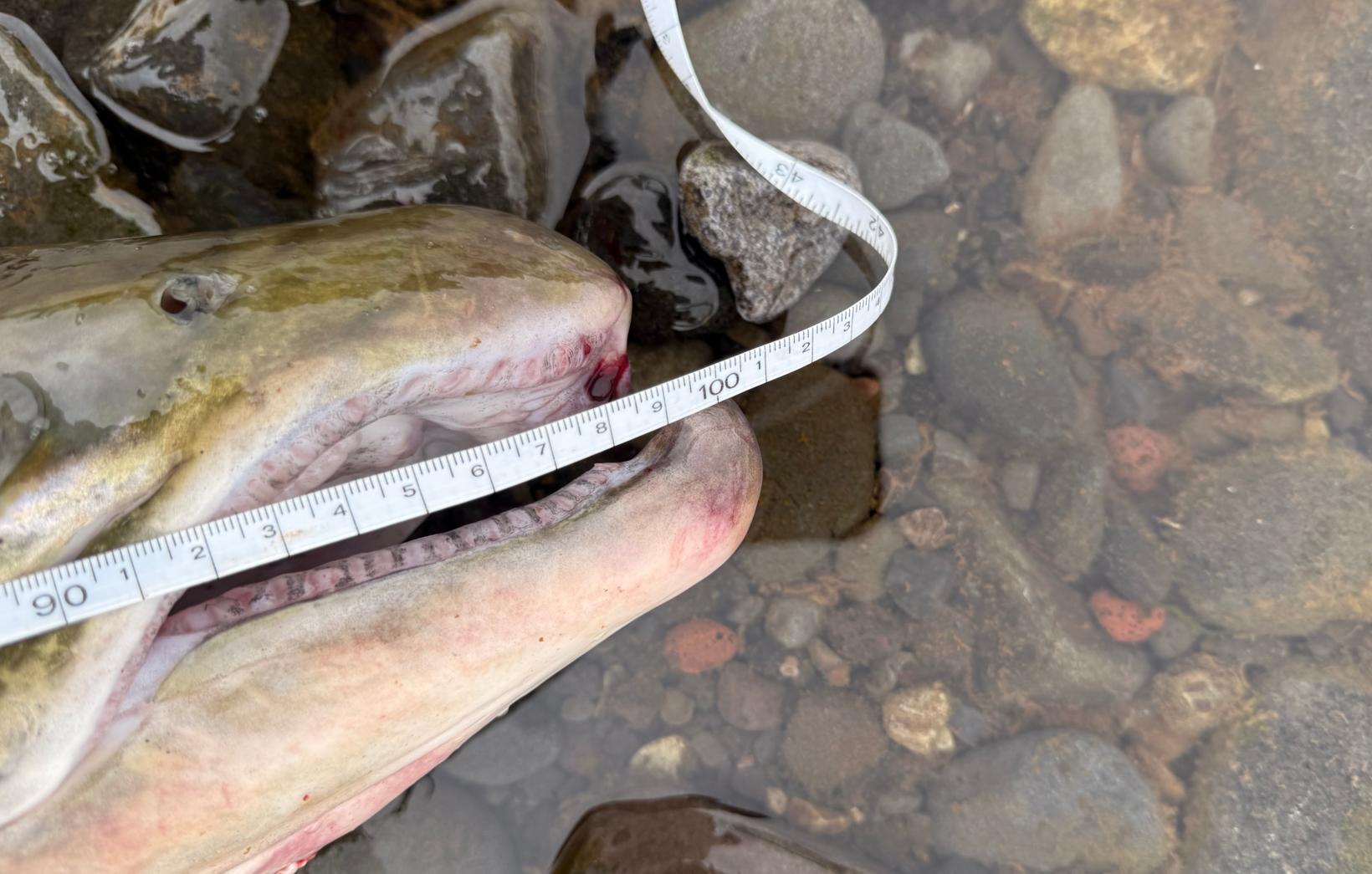 First 100-centimeter salmon in Húnavatn Counties - Iceland Monitor